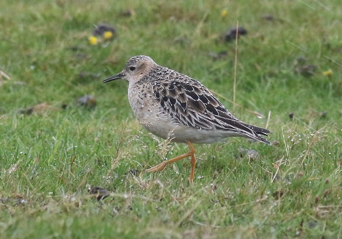 Buff-breasted Sandpiper