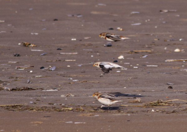 Snow Bunting