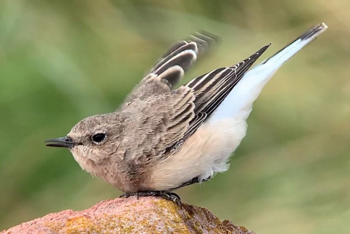 Eastern Black-eared Wheatear