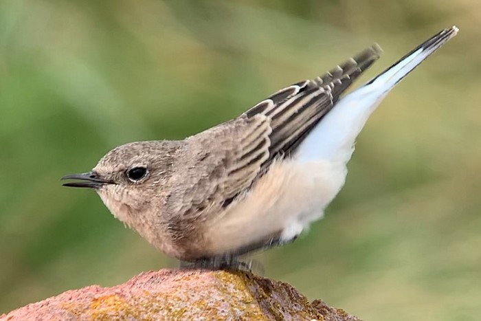 Eastern Black-eared Wheatear