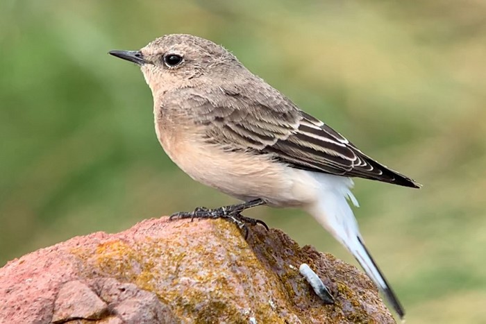 Eastern Black-eared Wheatear