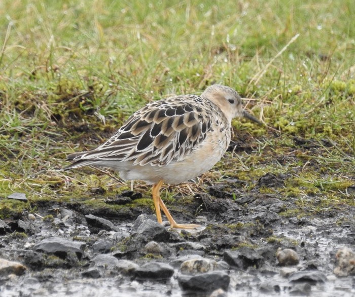 Buff-breasted Sandpiper