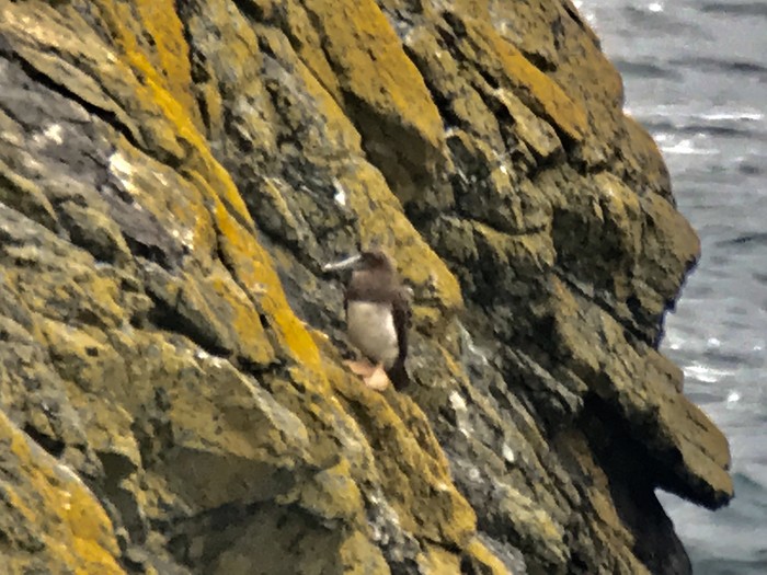 Brown Booby