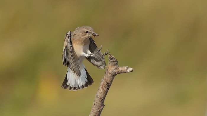 Eastern Black-eared Wheatear
