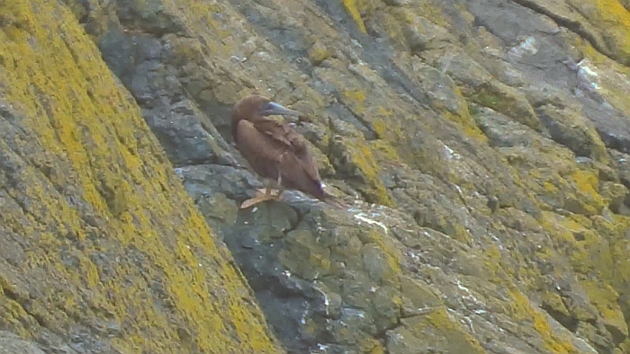 Brown Booby