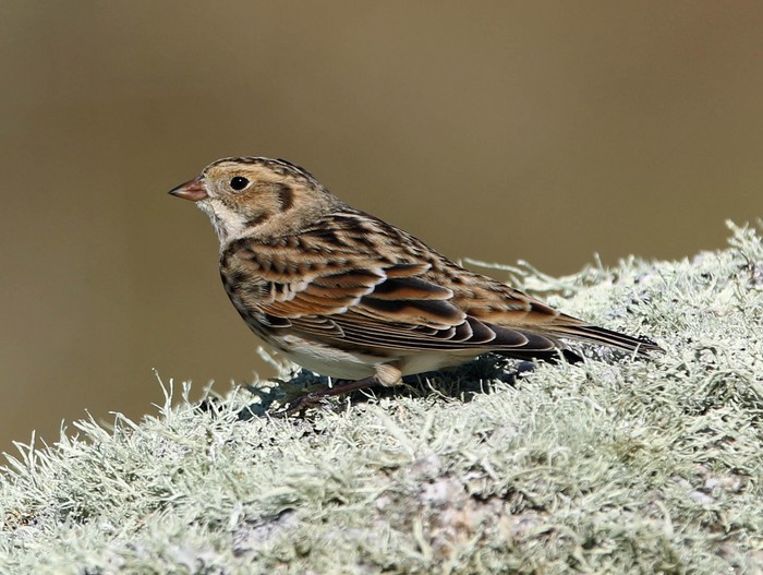 Lapland Bunting