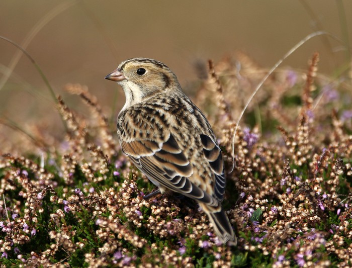 Lapland Bunting