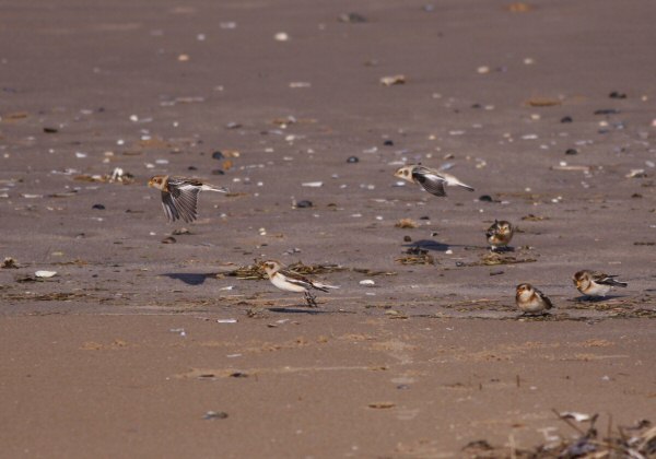 Snow Bunting