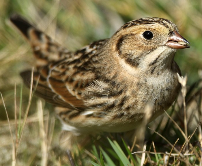 Lapland Bunting