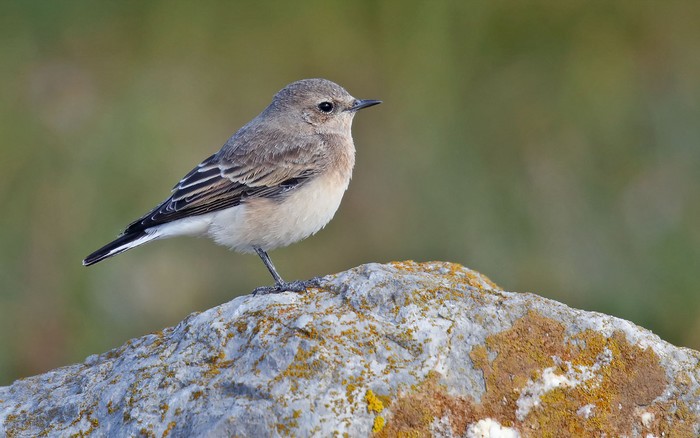 Eastern Black-eared Wheatear