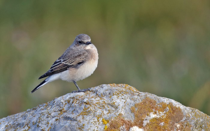 Eastern Black-eared Wheatear