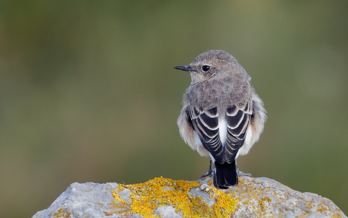 Eastern Black-eared Wheatear