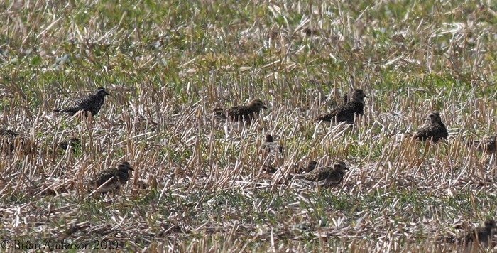 American Golden Plover