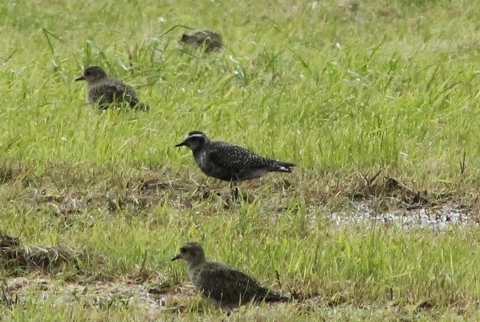 American Golden Plover