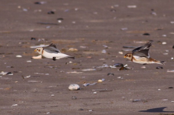 Snow Bunting