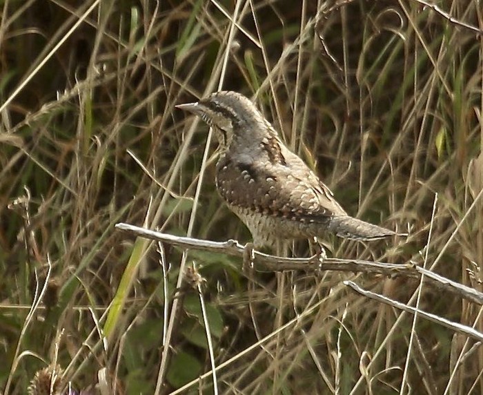 Wryneck