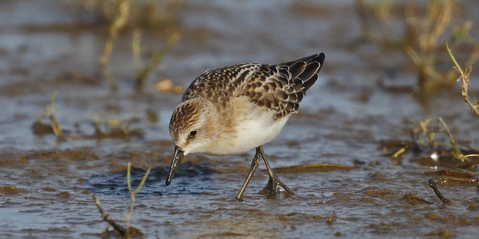 Semipalmated Sandpiper
