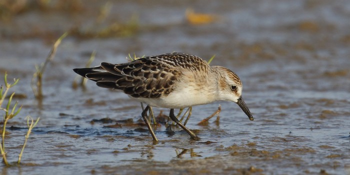 Semipalmated Sandpiper