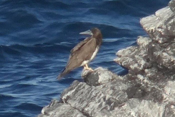 Brown Booby