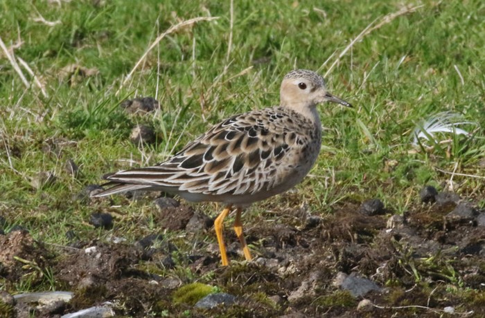 Buff-breasted Sandpiper