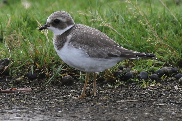 Ringed Plover