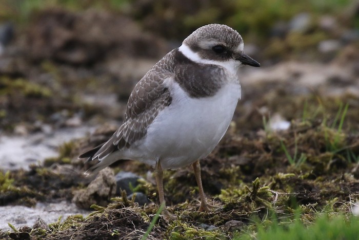 Ringed Plover