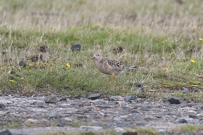 Buff-breasted Sandpiper