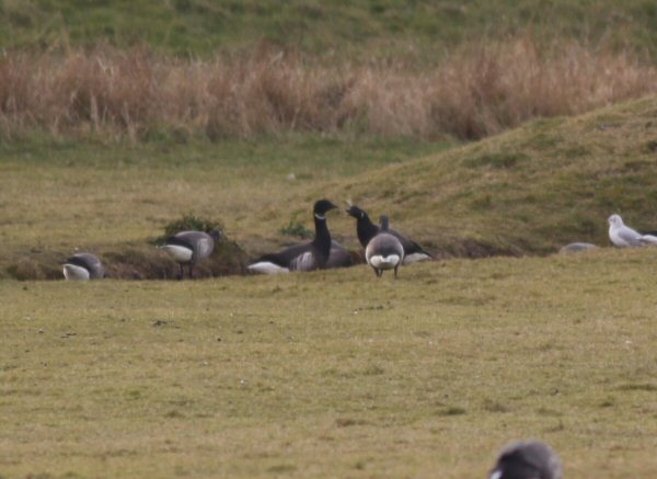 Black Brant