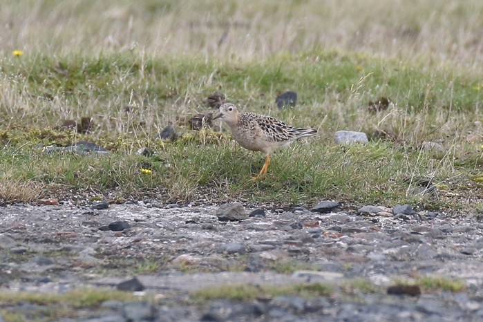 Buff-breasted Sandpiper