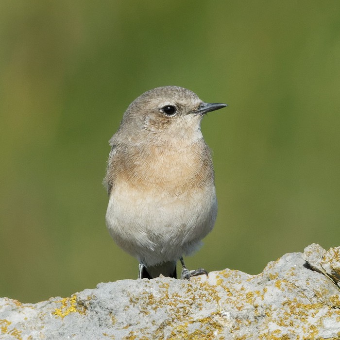 Eastern Black-eared Wheatear
