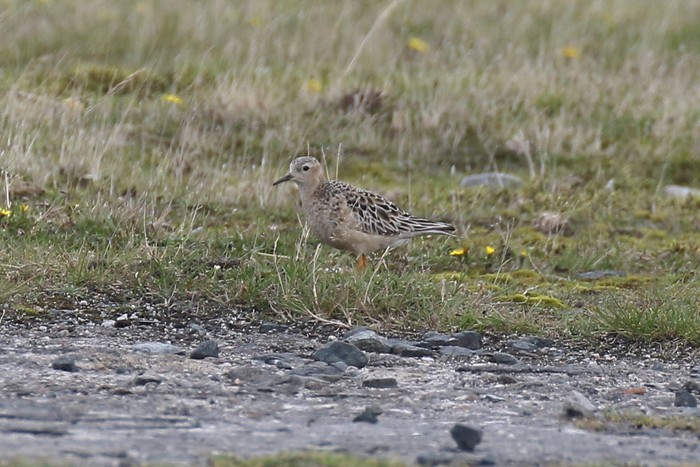 Buff-breasted Sandpiper
