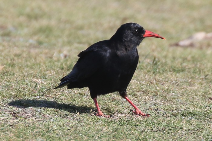 Chough