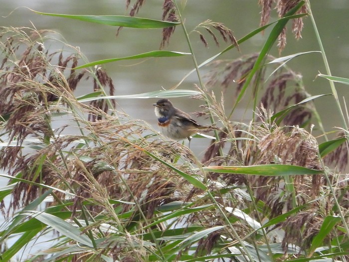 Bluethroat