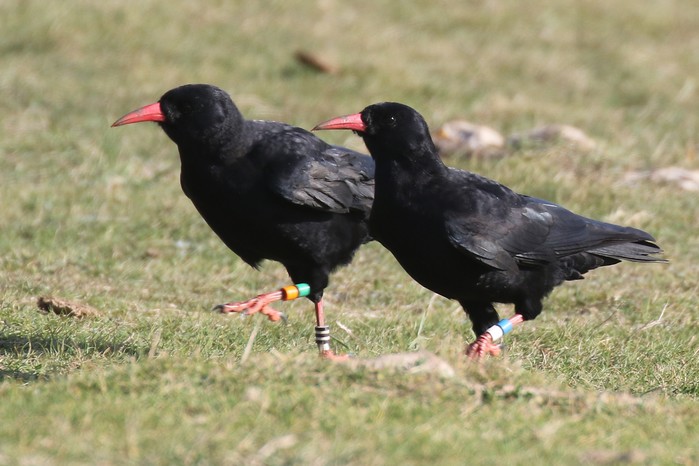 Chough