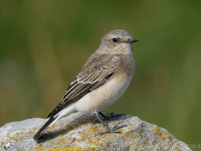 Eastern Black-eared Wheatear