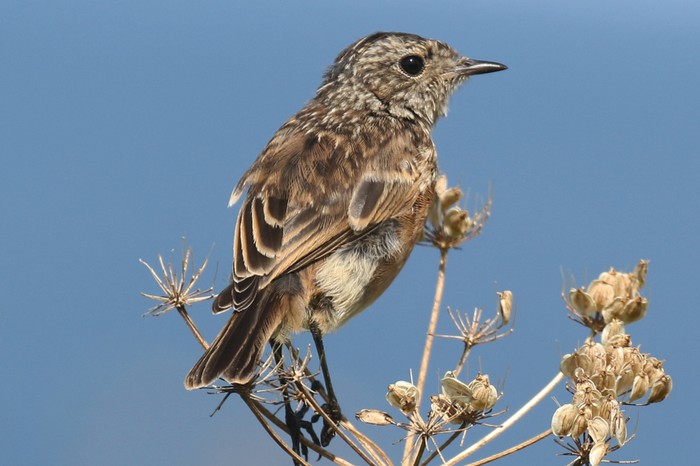 Stonechat