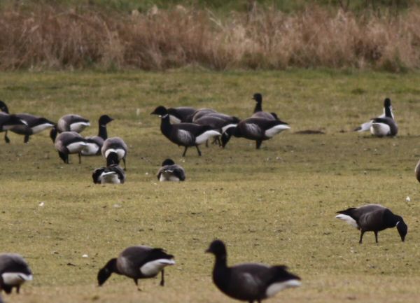 Black Brant