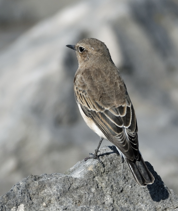 Eastern Black-eared Wheatear