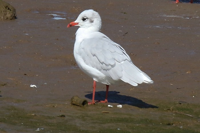 Mediterranean Gull