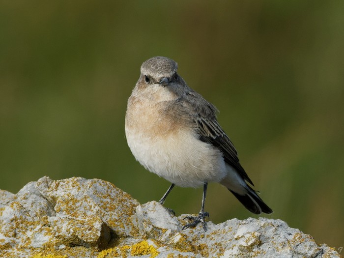 Eastern Black-eared Wheatear