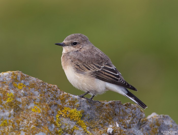Eastern Black-eared Wheatear