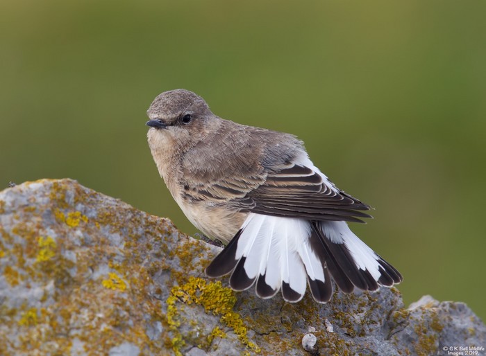 Eastern Black-eared Wheatear