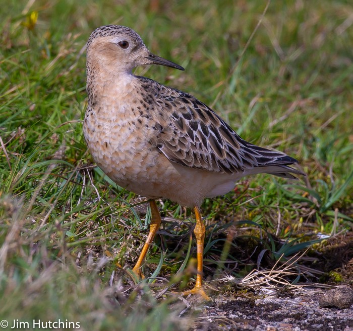 Buff-breasted Sandpiper
