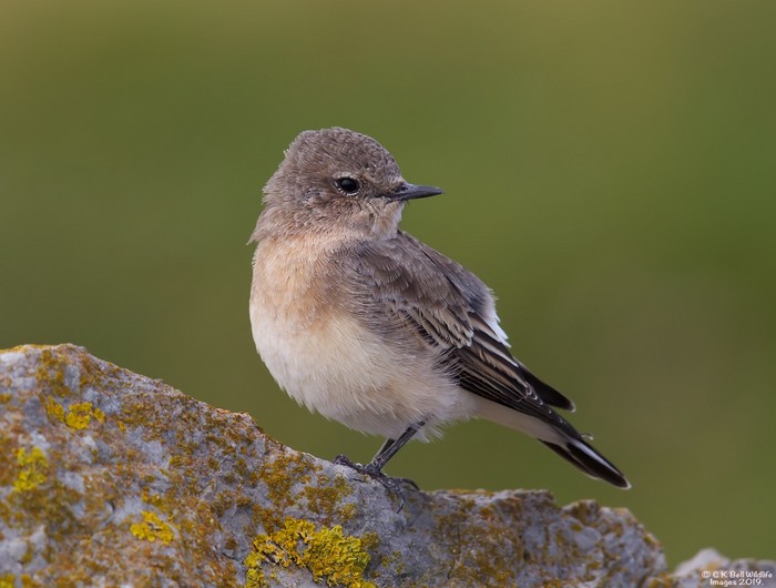 Eastern Black-eared Wheatear