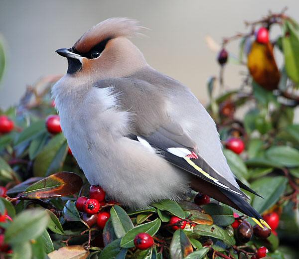 Waxwing