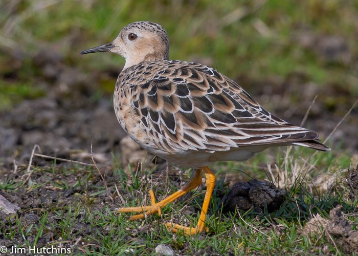Buff-breasted Sandpiper
