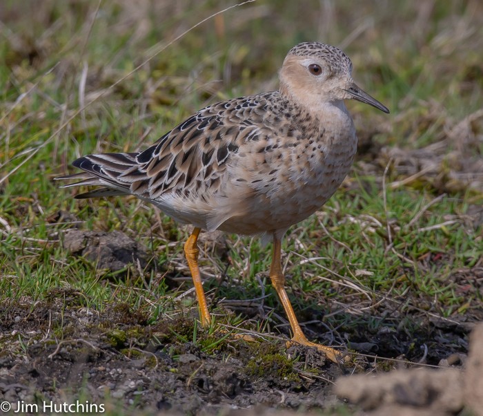 Buff-breasted Sandpiper