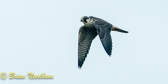 Peregrine