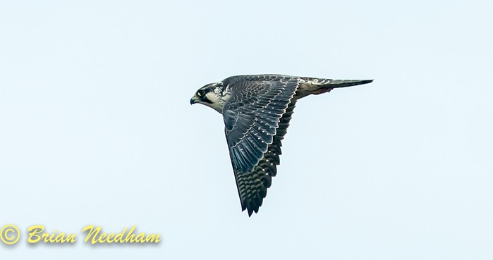 Peregrine