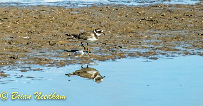 Ringed Plover